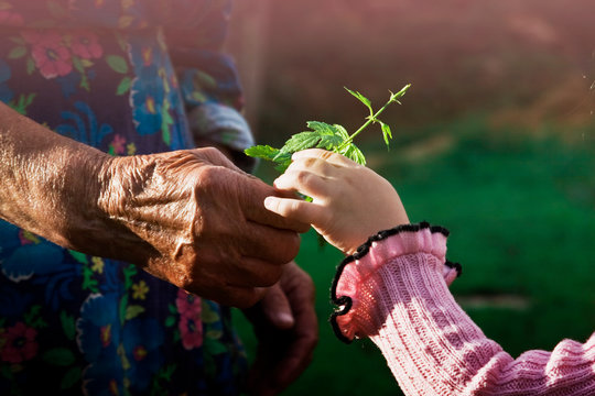Beautiful flower in the hands of an old grandmother and a small child