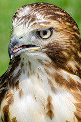 Red-tailed hawk side frontal view