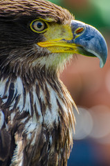 Young Eagle sits profile view