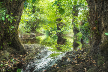 Fototapeta na wymiar small stream passing through the trees of a forest