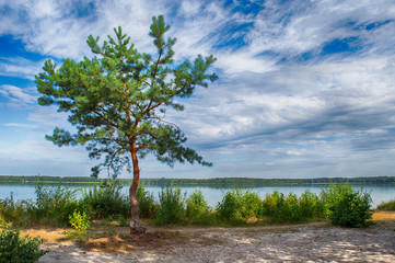 A breath of fresh air. The coniferous tree on the shore of the silver lake meets the first rays of the morning sun.