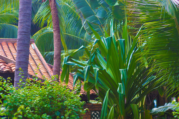 Evergreen lush palm trees on the tropical shore of the warm sea of the Pacific ocean © Roman Pavlov