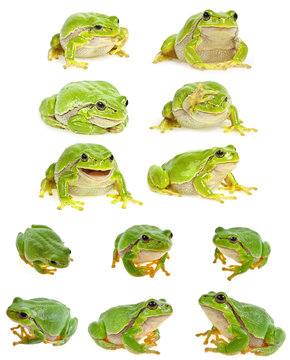 European tree frog - Hyla arborea isolated - collection