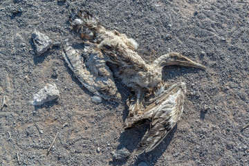 Remains of fledgling booby (Sula sp.) on Genovesa Island in the Galapagos. Species and cause of death unknown.