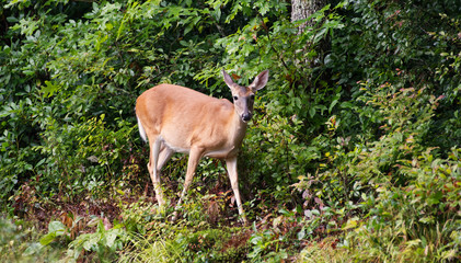 Naklejka na ściany i meble A doe whitetail deer stepping out of the woods.