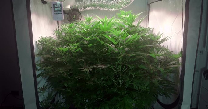 Shot of a cannabis plants growing in a grow tent during flowering stage