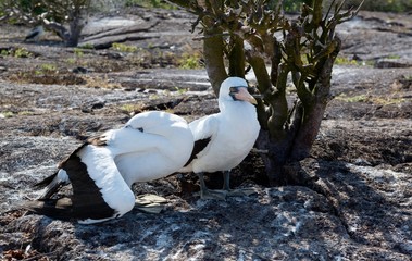 Obraz premium Nazca boobies (Sula granti) resting in shade of tree during hottest part of the day, on Genovesa Island, Galapagos.