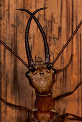 Head of male dobsonfly (Corydalus sp.); Amazonian cloud forest, Peru. Adult form of very large (10 cm, or 4 inches, in length) predatory aquatic insect. Harmless to humans.