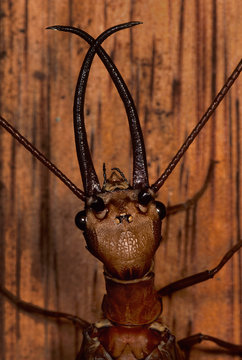 Head of male dobsonfly (Corydalus sp.); Amazonian cloud forest, Peru. Adult form of very large (10 cm, or 4 inches, in length) predatory aquatic insect. Harmless to humans.