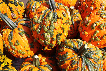 warty goblin pumpkins