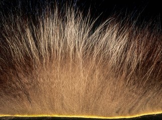 Cross-section of raccoon (Procyon lotor) showing stiff guard hairs and soft, insulating underfur. Guard hairs protect the vital underfur. © Gerry