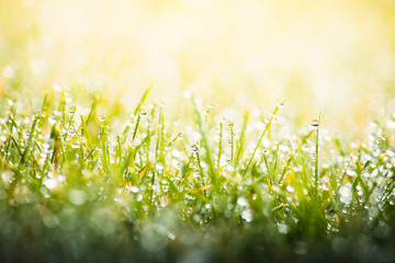 green grass with dew drops in spring, macro nature background
