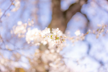 cherry tree blossom