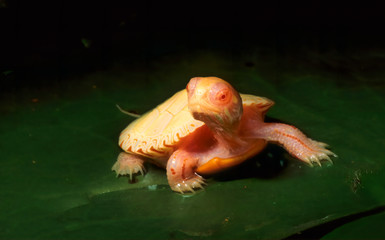 Albino baby painted turtle (Chrysemys picta) on lily pad in pond..