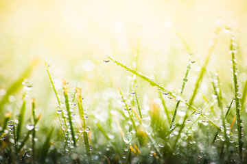 green grass with dew drops in spring, macro nature background