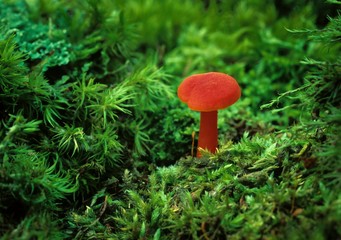 Tiny (1.5 cm tall) scarlet waxy cap mushroom (Hygrocybe coccinea) growing among mosses; Georgian Bay region of Great Lakes, Ontario, Canada.