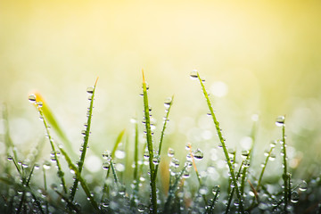 green grass with dew drops in spring, macro nature background