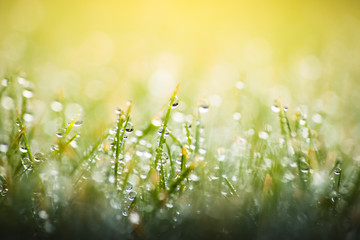 Fototapeta na wymiar green grass with dew drops in spring, macro nature background