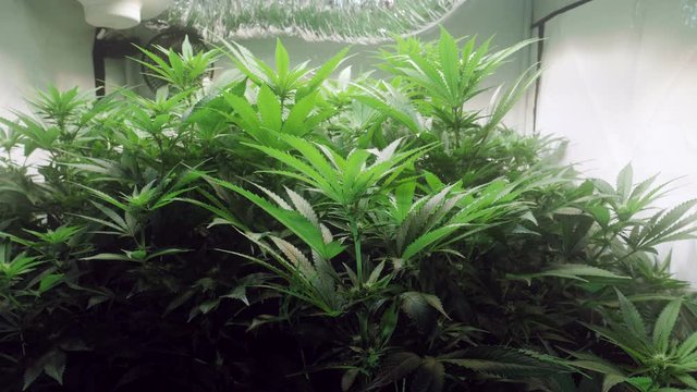 Slow motion shot of a cannabis plants growing in a grow tent during flowering stage