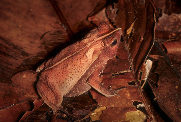 Leaf-mimicking frog on floor of Amazon rainforest, Peru. Color, pattern, and angular outline all contribute to excellent camouflage.