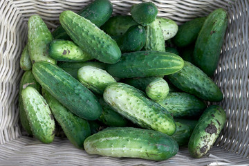 Organic cucumber in the garden, harvest of cucumbers in the basket. Close up