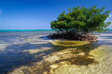 Red mangrove tree (Rhizophora mangle) on coast of Belize, Central America. 