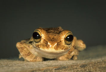 Treefrog (Hyla microcephala) on Ambergris Caye in Belize.
