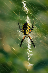 Black and yellow argiope (Argiope aurantia) on web. Large orb-weaver is common in eastern North American gardens in late summer and early fall and thus is often called a 