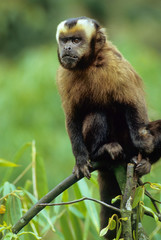 Brown capuchin monkey (Cebus apella); part of troop that shows up regularly at Cock-of-the-Rock Lodge in Amazonian cloud forest of Peru.