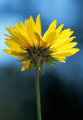Brown-eyed Susan (Gaillardia aristata); also called blanketflower. Rocky Mountain National Park, Colorado, U.S.A.