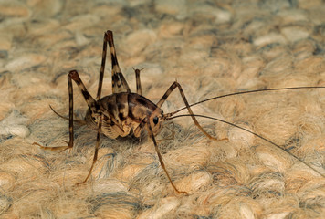 Camel cricket (or 