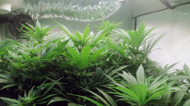 Slow motion shot of a cannabis plants growing in a grow tent during flowering stage