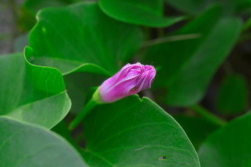  Morning glory with pink flowers on the beach Looks beautiful, natural