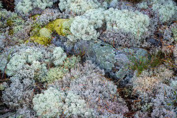Reindeer lichen and white cushion moss covering the rocky ground of the ancient Canadian Shield geological formation along the Georgian Bay in Ontario, Canada.