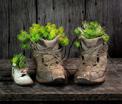 Old shoes used as planters for succulents.