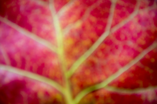 Bright red leaf texture full frame abstract background - Powered by Adobe