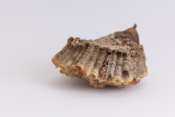 macro wasp nest with wasp inside 