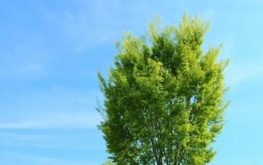 風景　春　緑　爽やか　茨城