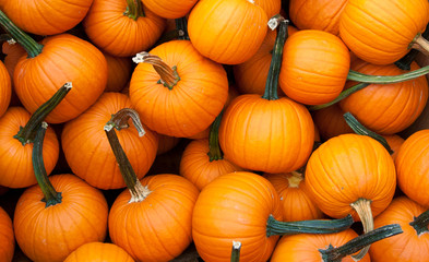 Colorful gourds and pumpkins on display.