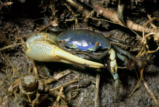 Male fiddler crab (Uca pugnax) outside burrow in salt marsh on