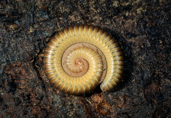 Guatemalan millipede (species undetermined) coiled in defensive position.