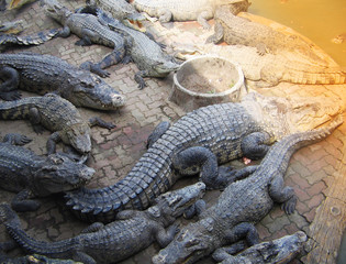 crocodile with mouth wide open
