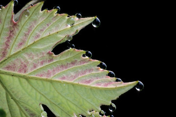 Underside of grape leaf showing guttation. Guttation occurs when diffusion pressure builds inside...