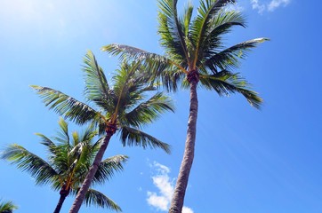 Palm trees against a background of blue sky and whips of cloud