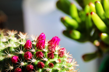 cactus flowers closeup
