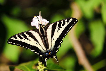 swallowtail butterfly on a flower