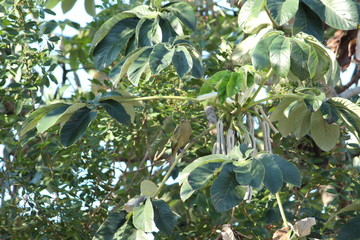 Pássaro na árvore - pt2