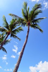 Palm trees against a background of blue sky and wisps of cloud.