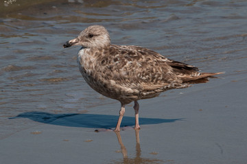 A young herring gull standing on the beach in Cape May Point NJ.