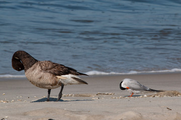 A Brant Goose and a Common Tern preening together on a beach at Cape May Point NJ.